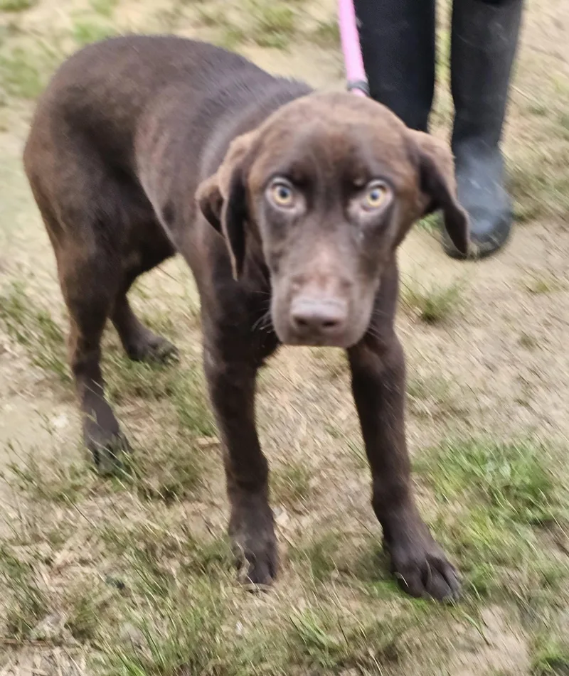 A young medium-sized male Brown / Chocolate Chocolate Labrador Retriever dog named Arti for adoption in Fort Payne, AL