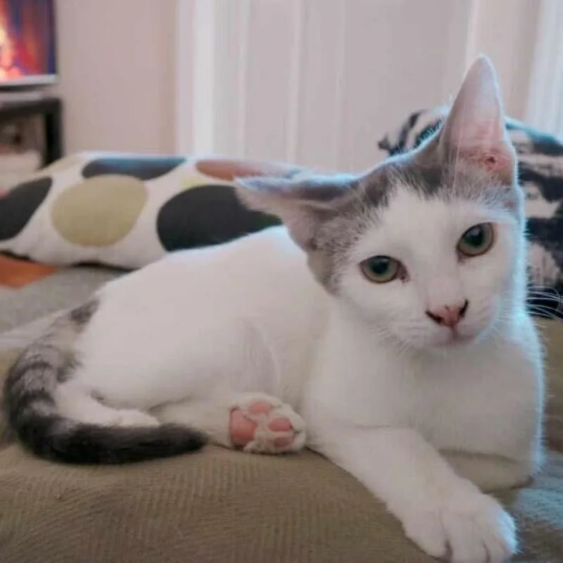 An adult small-sized male White Domestic Short Hair cat named Elvis for adoption in Howard beach, NY