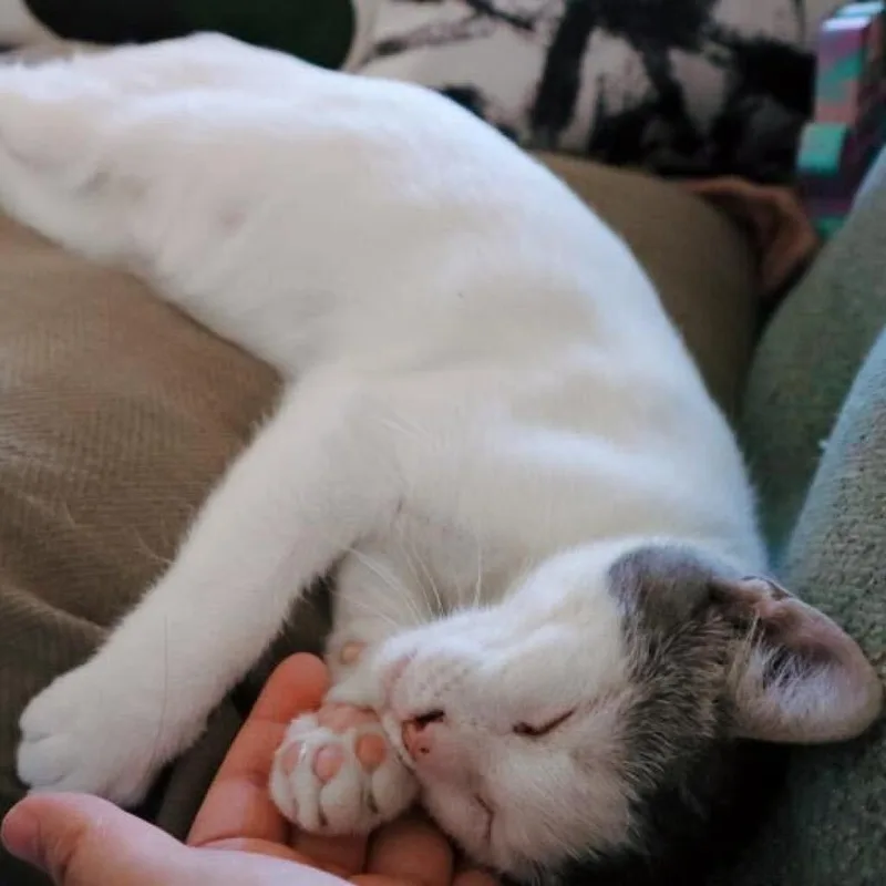Elvis thumbnail 4