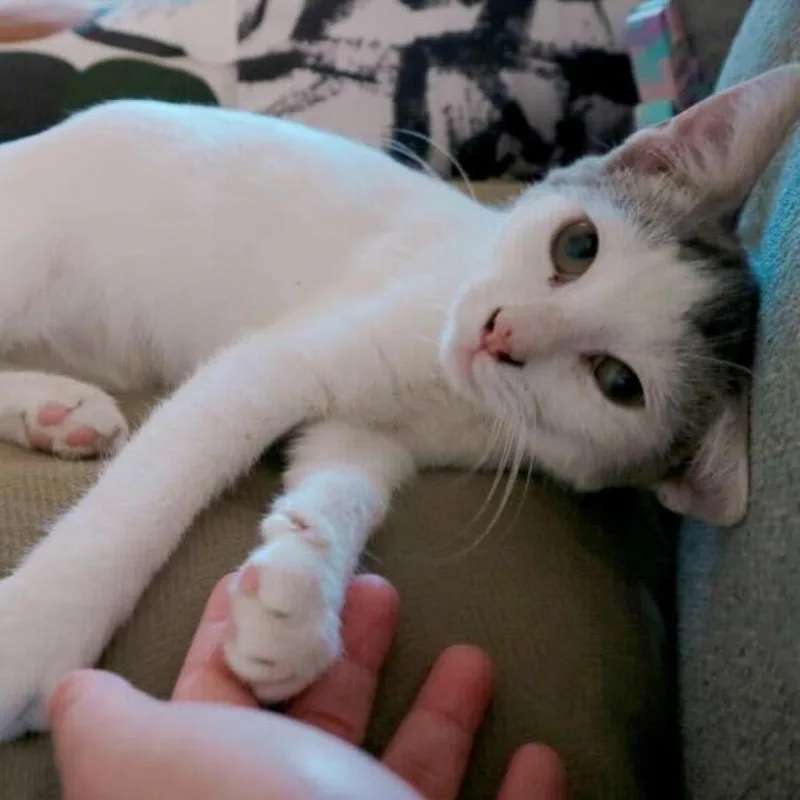 Elvis thumbnail 5