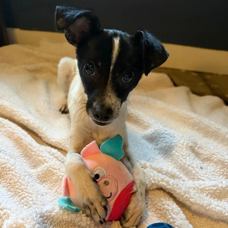 A young medium-sized male Jack Russell Terrier dog named Hershey for adoption in Austin, TX