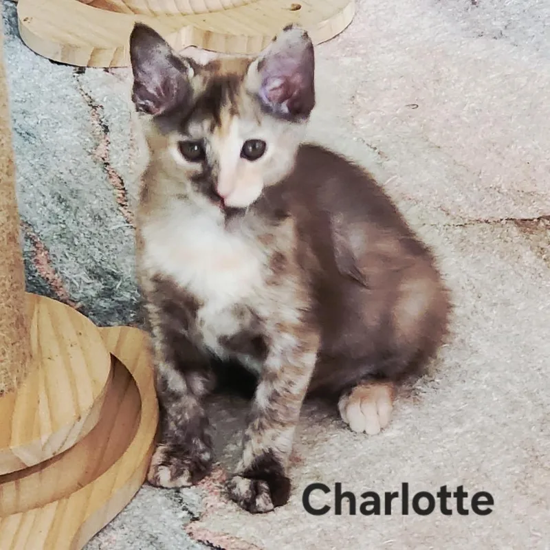Charolet