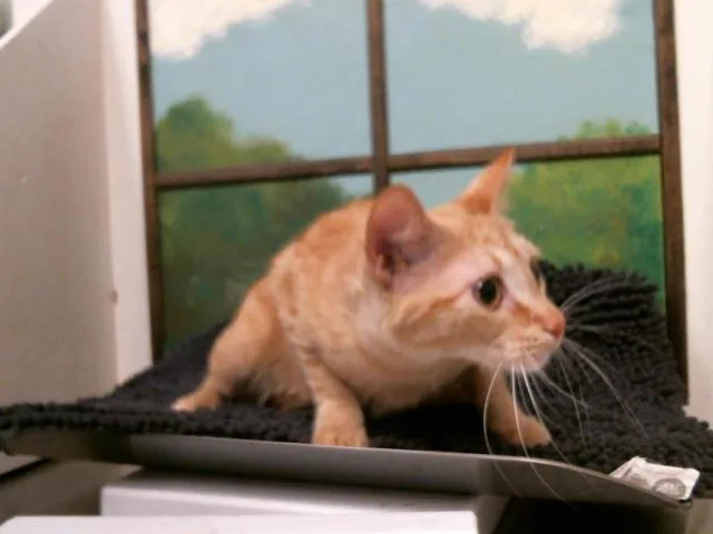 A young medium-sized female Domestic Short Hair cat named Zoet for adoption in Houston, TX