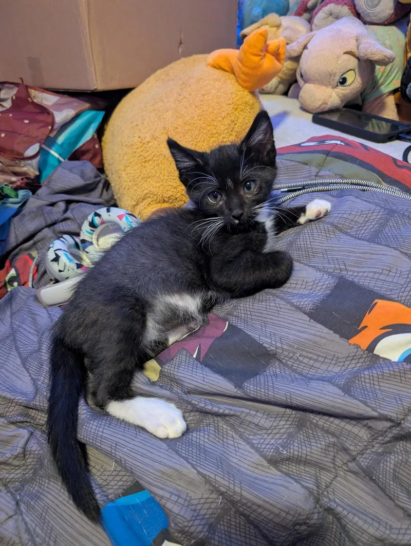 A baby medium-sized male Black & White / Tuxedo Domestic Short Hair cat named Timmy for adoption in Ventura, CA