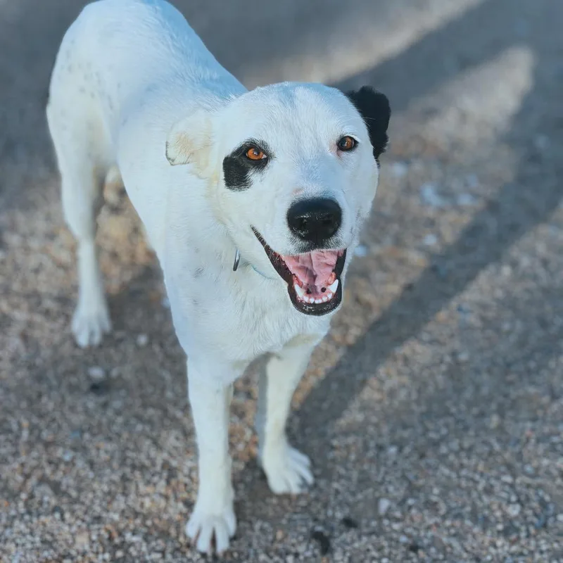 A young medium-sized female White / Cream Cattle Dog dog named Wanda for adoption in Phoenix, AZ