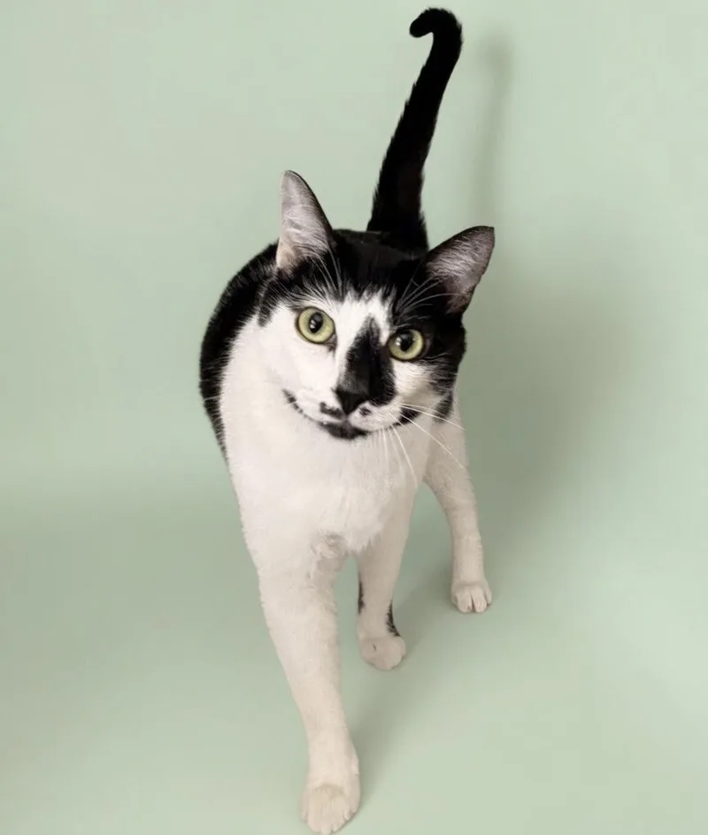 An adult medium-sized female Black & White / Tuxedo Domestic Short Hair cat named Alpha for adoption in Pilot Point, TX