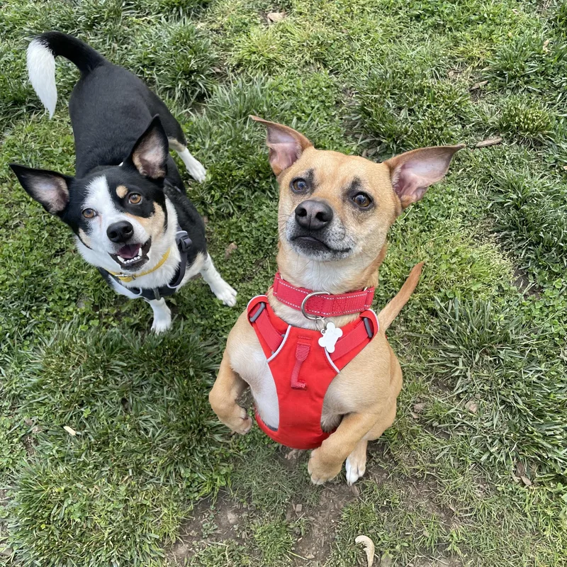 An adult small-sized male Tricolor (Brown, Black, & White) Chihuahua dog named Rocky for adoption in Lake Oswego, OR