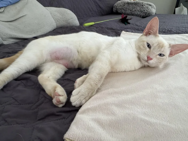 A baby medium-sized female Flame Point Siamese cat named Toastie for adoption in San Juan Capistrano, CA