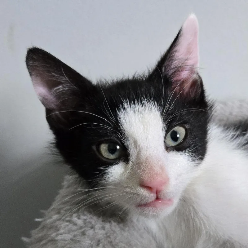 A baby small-sized male Domestic Short Hair cat named Manny for adoption in Cumming, GA