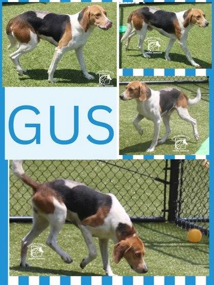 Gus