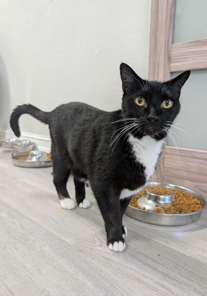 An adult large-sized male Black & White / Tuxedo Domestic Short Hair cat named Cumberland for adoption in Palm Harbor, FL