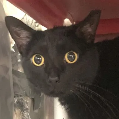 An adult large-sized male Domestic Short Hair cat named Bear for adoption in Cincinnati, OH