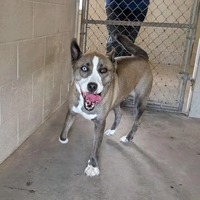 An adult large-sized male Gray / Blue / Silver Husky dog named Chawz for adoption in Ocala, FL