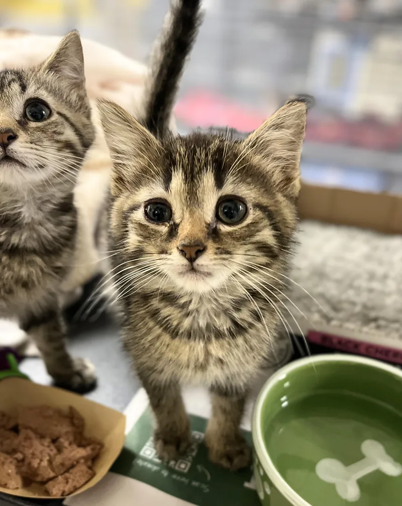 A baby medium-sized male Tabby (Brown / Chocolate) Domestic Short Hair cat named Neji for adoption in Seville, OH