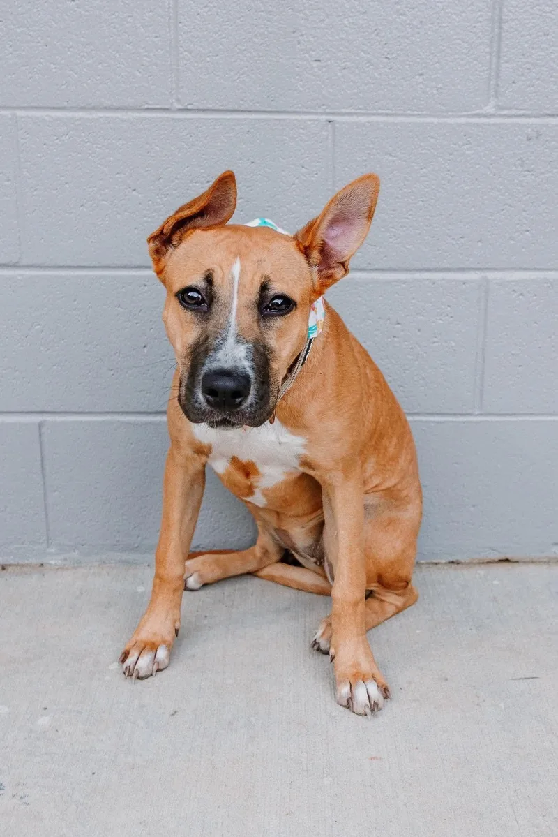 A baby large-sized female Boxer dog named Momo for adoption in Holbrook, NY
