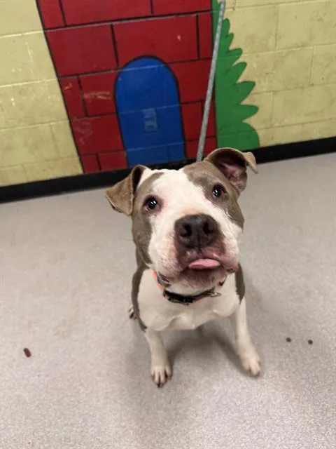 A young medium-sized female Pit Bull Terrier dog named Mary for adoption in Indianapolis, IN