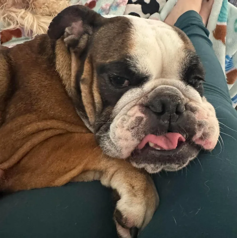 An adult medium-sized female English Bulldog dog named Barb for adoption in Bryan, TX