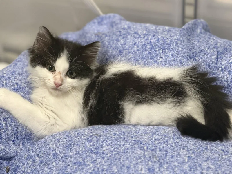 A baby medium-sized female Domestic Long Hair cat named Jessica for adoption in Reston, VA