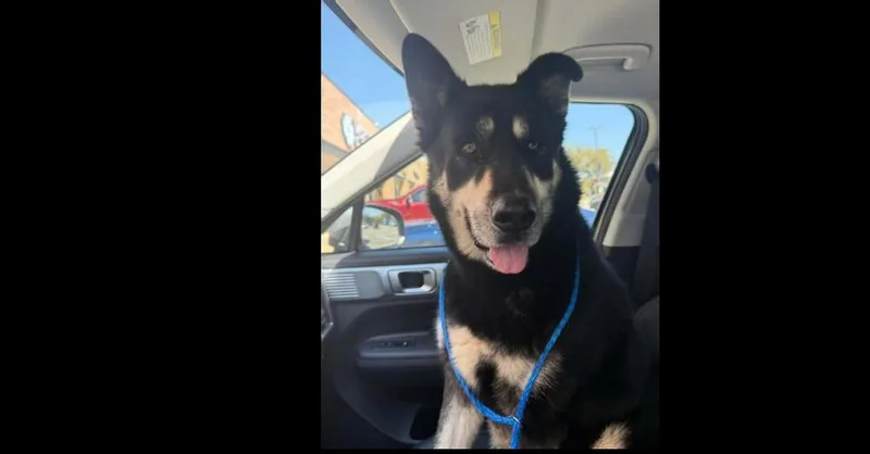 Nightwing thumbnail 2