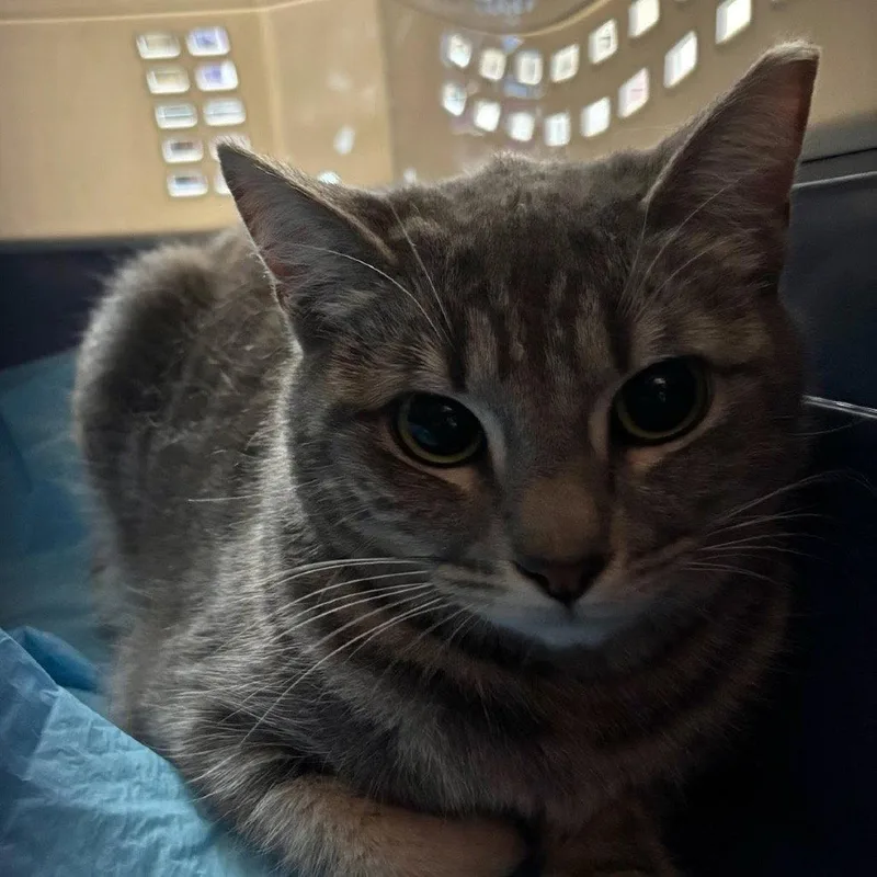 A young medium-sized male Domestic Short Hair cat named Joselito for adoption in Escondido, CA