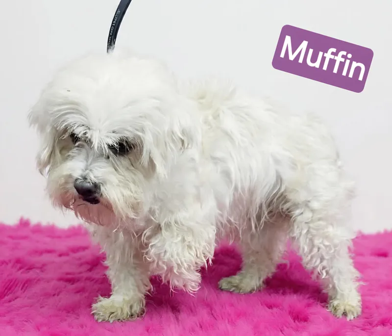 Muffin