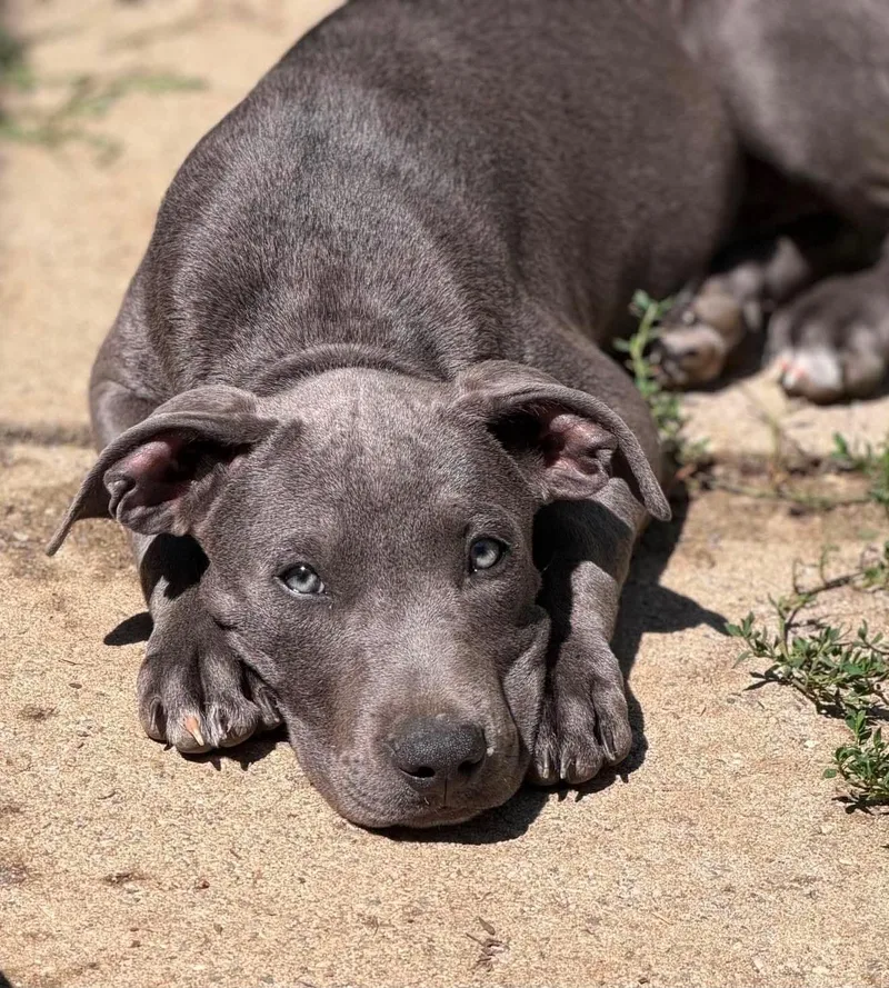 A baby medium-sized female Gray / Blue / Silver Mixed Breed dog named Bambi for adoption in BONIFAY, FL