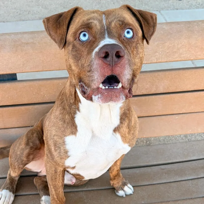 An adult large-sized male Pit Bull Terrier dog named Cairo for adoption in Reno, NV