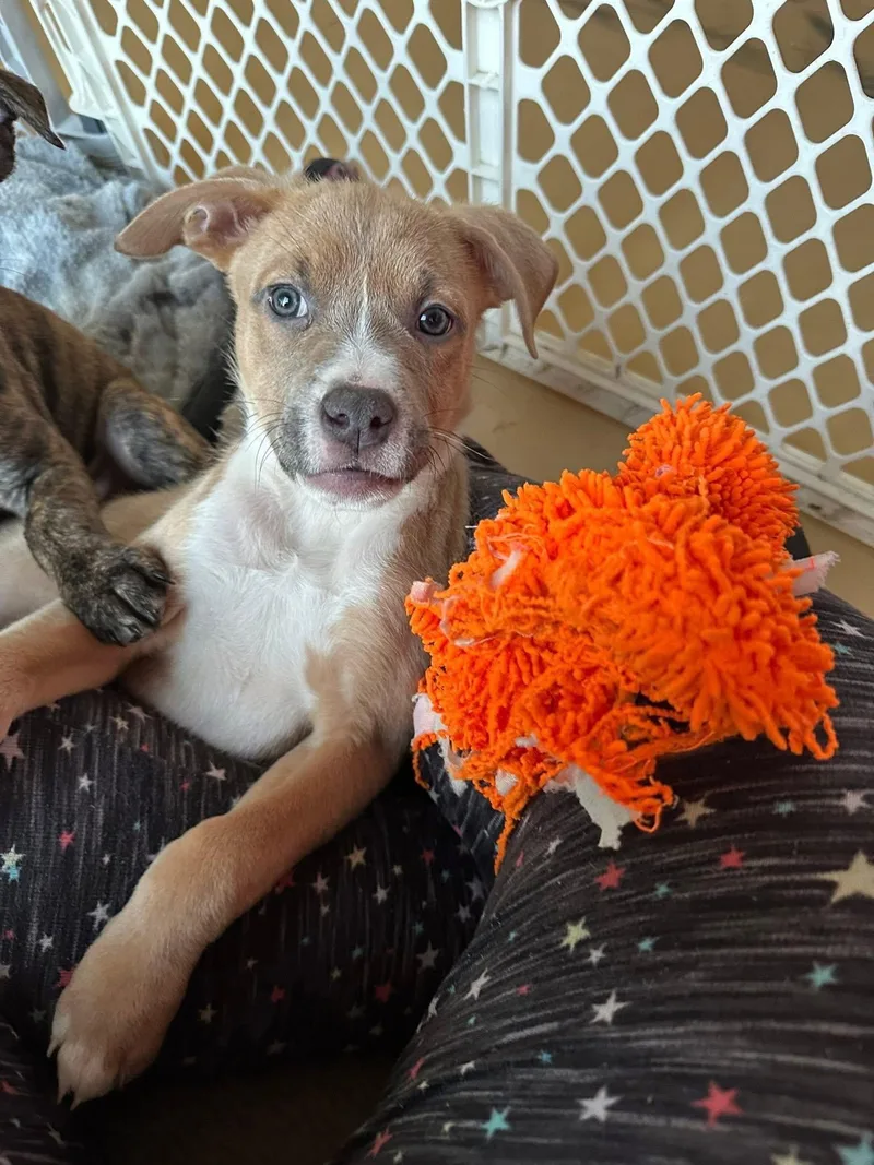 Bohdi