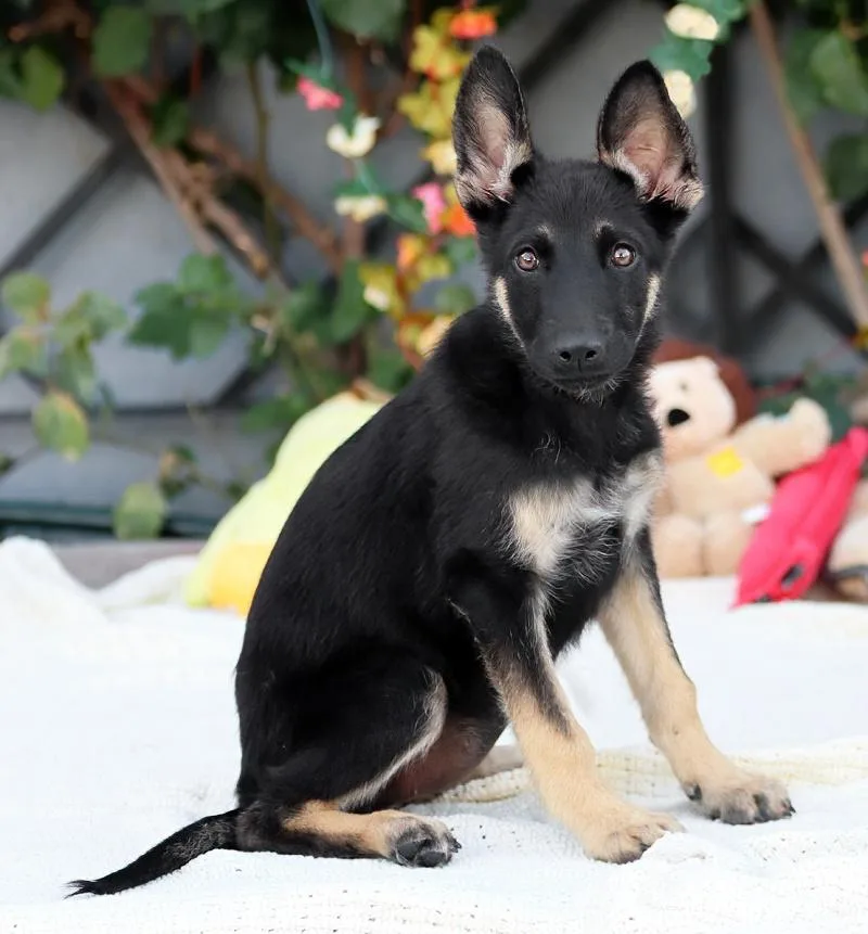 A baby large-sized female Black German Shepherd Dog dog named Paige von Schrozberg for adoption in Los Angeles, CA
