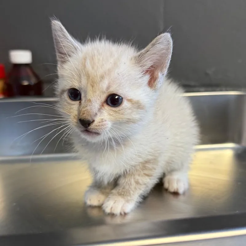 A baby small-sized male Cream / Ivory Domestic Short Hair cat named Cosmo for adoption in Tuscaloosa, AL