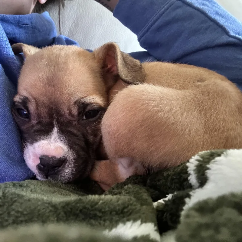 A baby small-sized male Chihuahua dog named Chewbarka for adoption in Tampa, FL