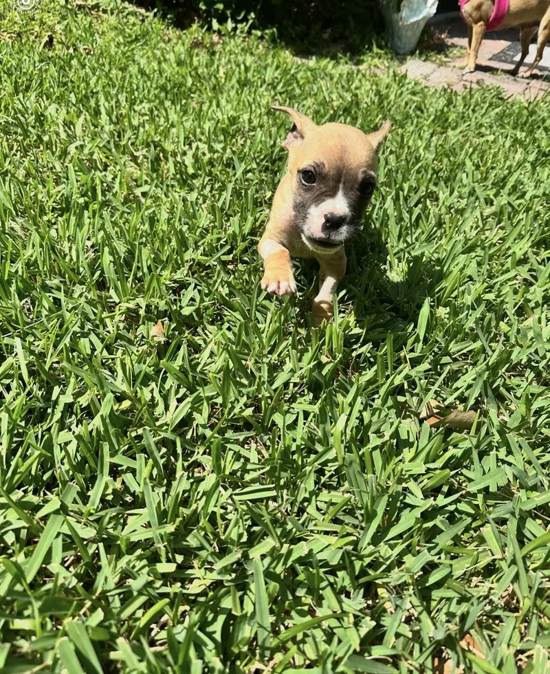 Chewbarka thumbnail 4