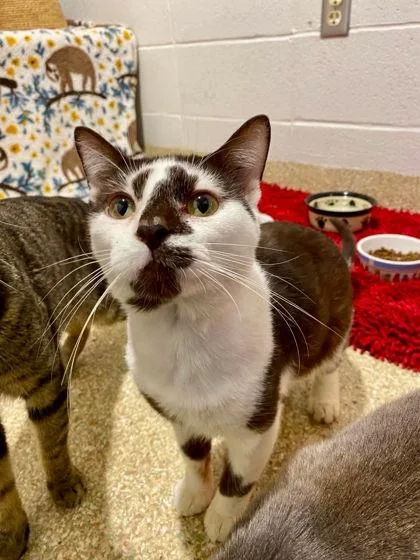 A young small-sized male Domestic Short Hair cat named Alchemy for adoption in Munster, IN
