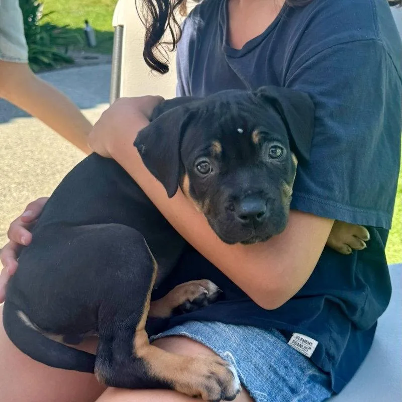 A baby medium-sized male Rottweiler dog named Basil for adoption in San Juan Capistrano, CA