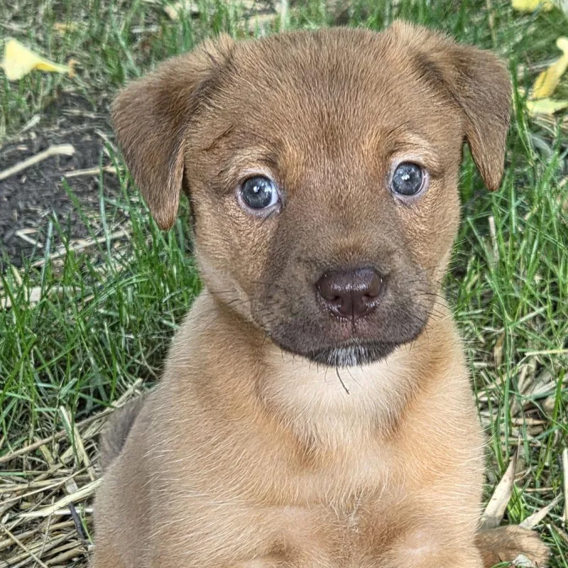 A baby medium-sized female Red / Chestnut / Orange Cattle Dog dog named Apple Cider  Harper for adoption in Johnson City, TN