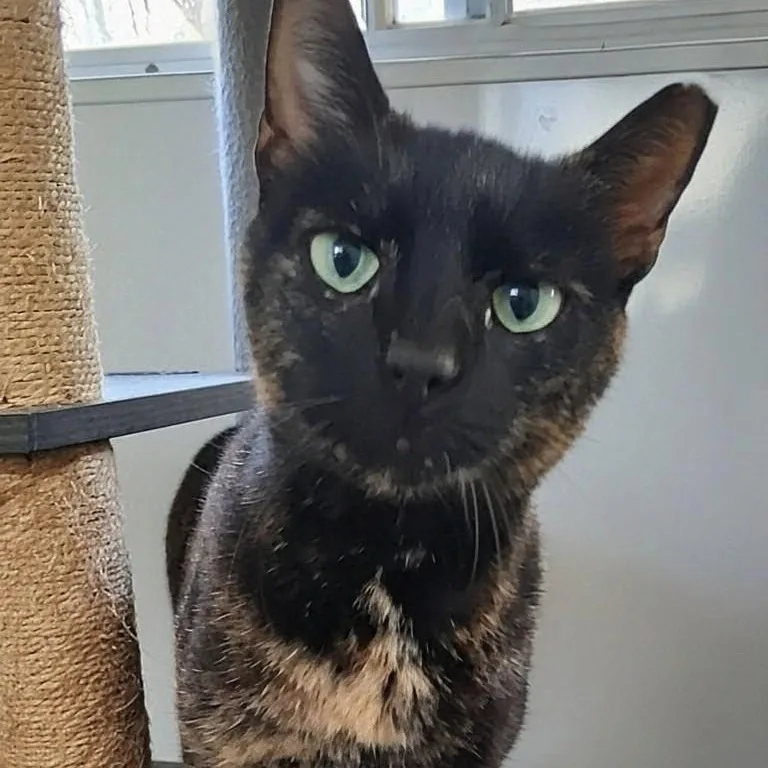 An adult medium-sized female Tortoiseshell Domestic Short Hair cat named Rosie for adoption in Charleston, SC