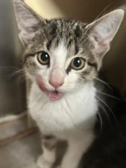 A baby medium-sized female Domestic Short Hair cat named Lulu for adoption in Picayune, MS