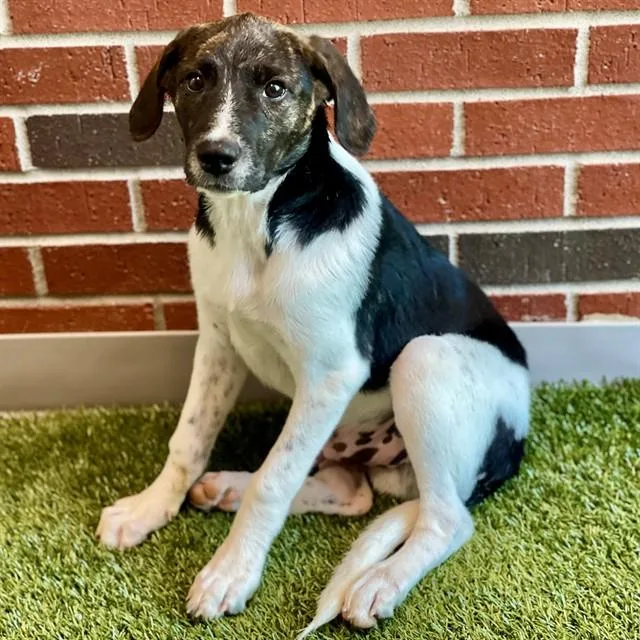 A baby small-sized male Mixed Breed dog named Pabst for adoption in Edmond, OK