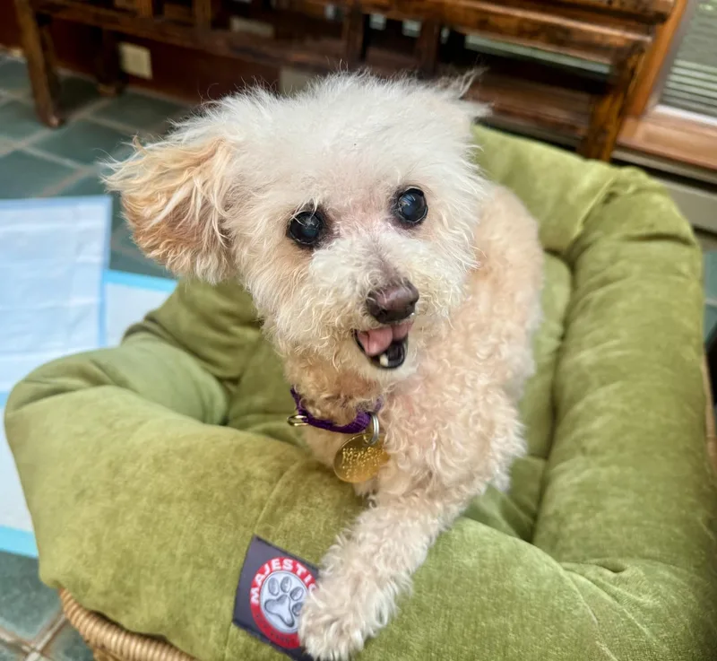 A senior small-sized female Yellow / Tan / Blond / Fawn Poodle (Toy) dog named Peaches for adoption in Oak Ridge, NJ