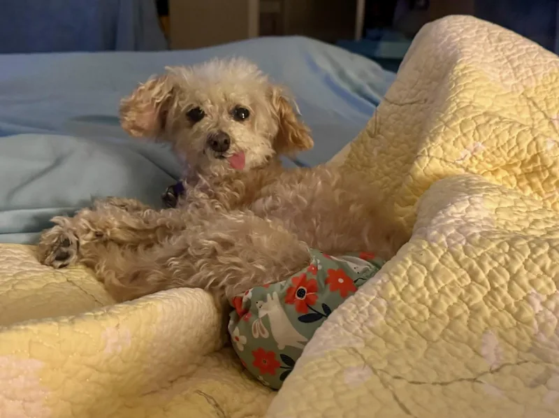 Peaches thumbnail 2