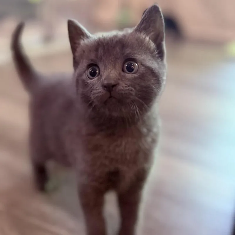 A baby small-sized female Gray / Blue / Silver Russian Blue cat named Zelda for adoption in Oakton, VA