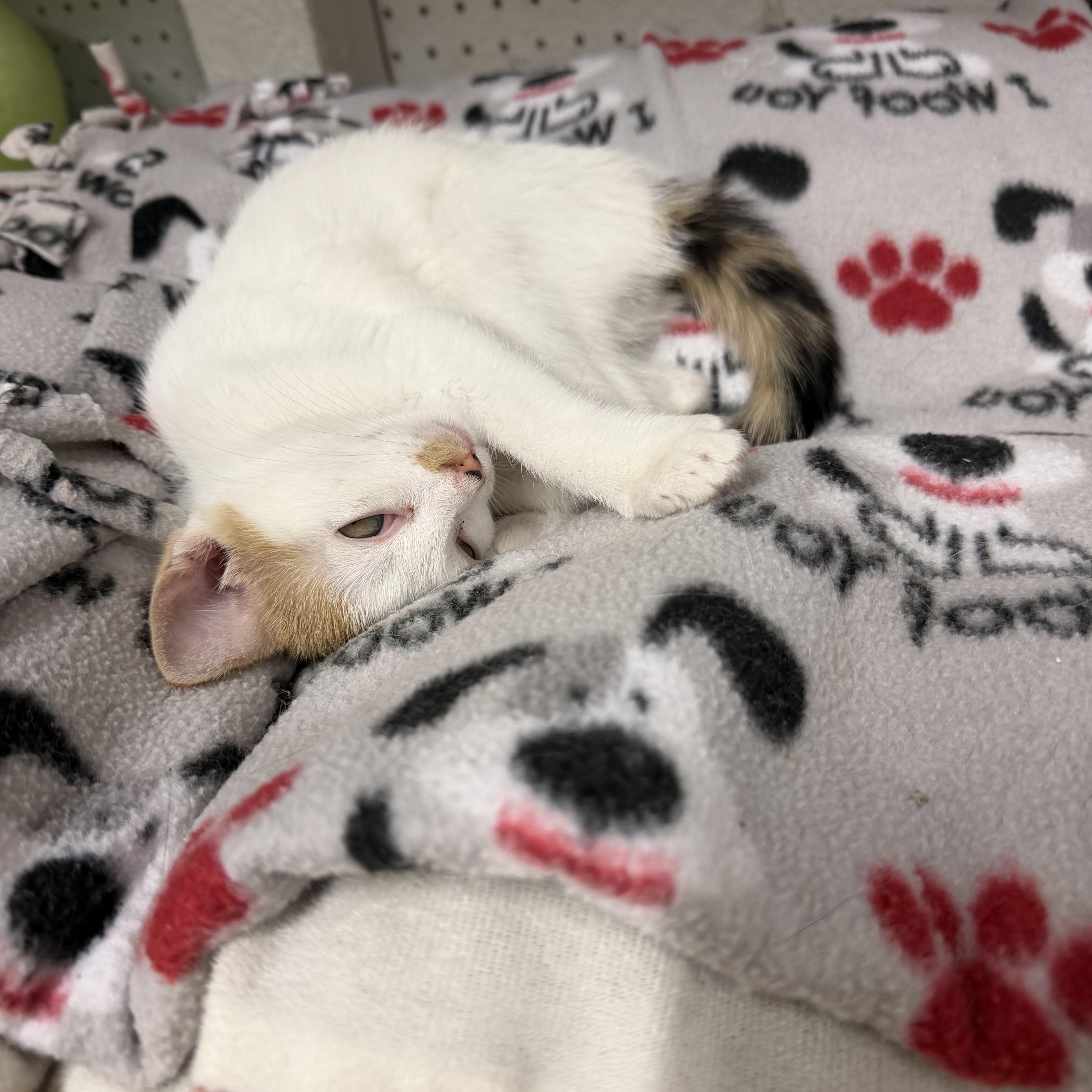 Jelly bean