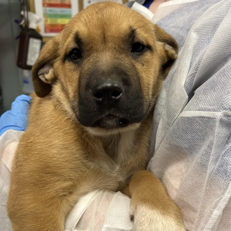 A baby small-sized male Brown / Chocolate Mixed Breed dog named Jibblies for adoption in Greenville, SC