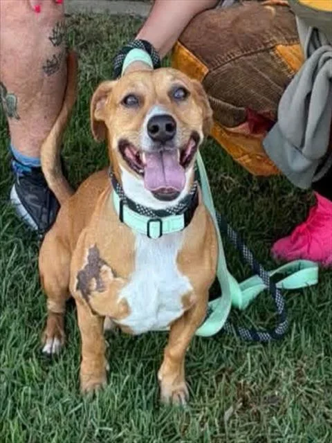 An adult medium-sized male Dachshund dog named Oscar Meyer for adoption in Santa Barbara, CA