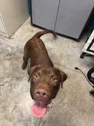 A baby large-sized male Labrador Retriever dog named Charlie Brown for adoption in Paducah, KY