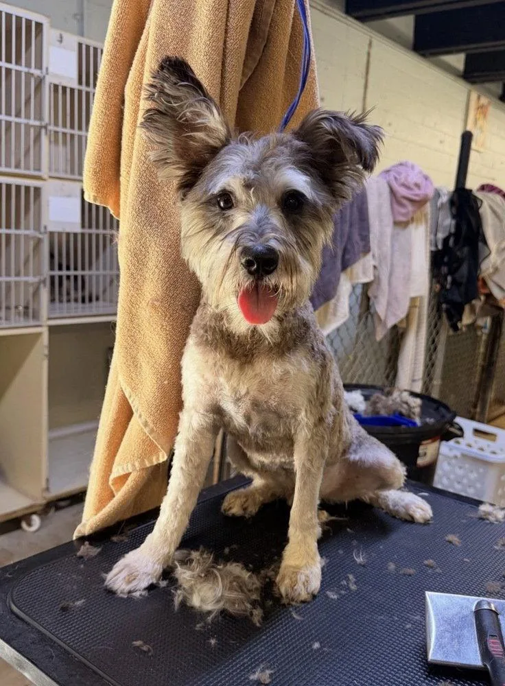 A young medium-sized male Schnauzer dog named Winnie and Winston for adoption in Columbia, TN