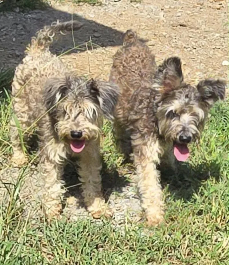 Winnie and Winston thumbnail 2