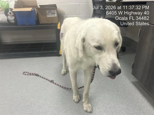 A young large-sized male Great Pyrenees dog named Marcus for adoption in Ocala, FL