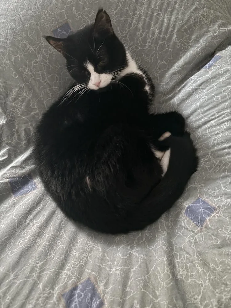 A senior medium-sized female Black & White / Tuxedo Domestic Short Hair cat named Blitzen for adoption in Salisbury, NC