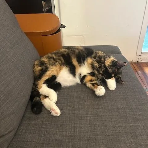 Mila Amber thumbnail 3